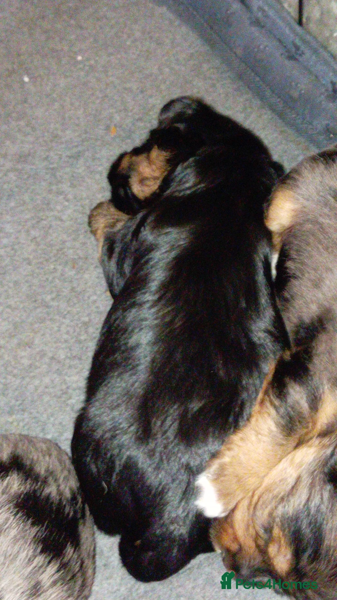 Mixed Breed dogs for sale: Three biewer yorkies  merles and a black and tan  - Advert 2