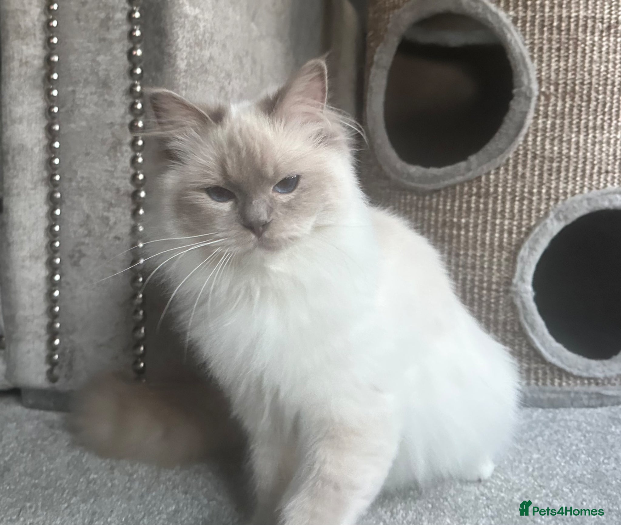 Ragdoll cats GCCF REG. LILAC MITTED FEMALE KITTEN.  - Advert 22