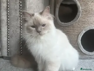 Ragdoll cats GCCF REG. LILAC MITTED FEMALE KITTEN. - Advert 22