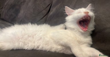 Maine Coon cats - Advert 13