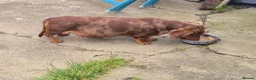 Miniature Dachshund dogs for sale: Gorgeous KC Reg, PRA Clear miniature dachshunds - Advert 2
