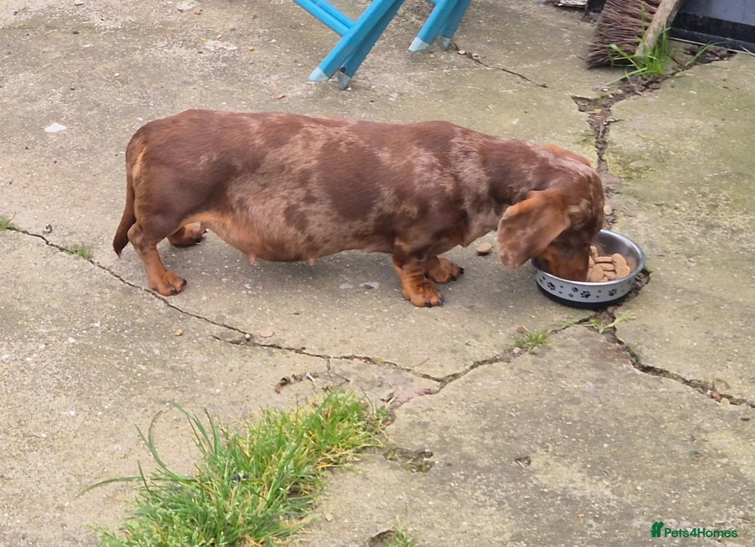 Miniature Dachshund dogs for sale: Gorgeous KC Reg, PRA Clear miniature dachshunds - Advert 2