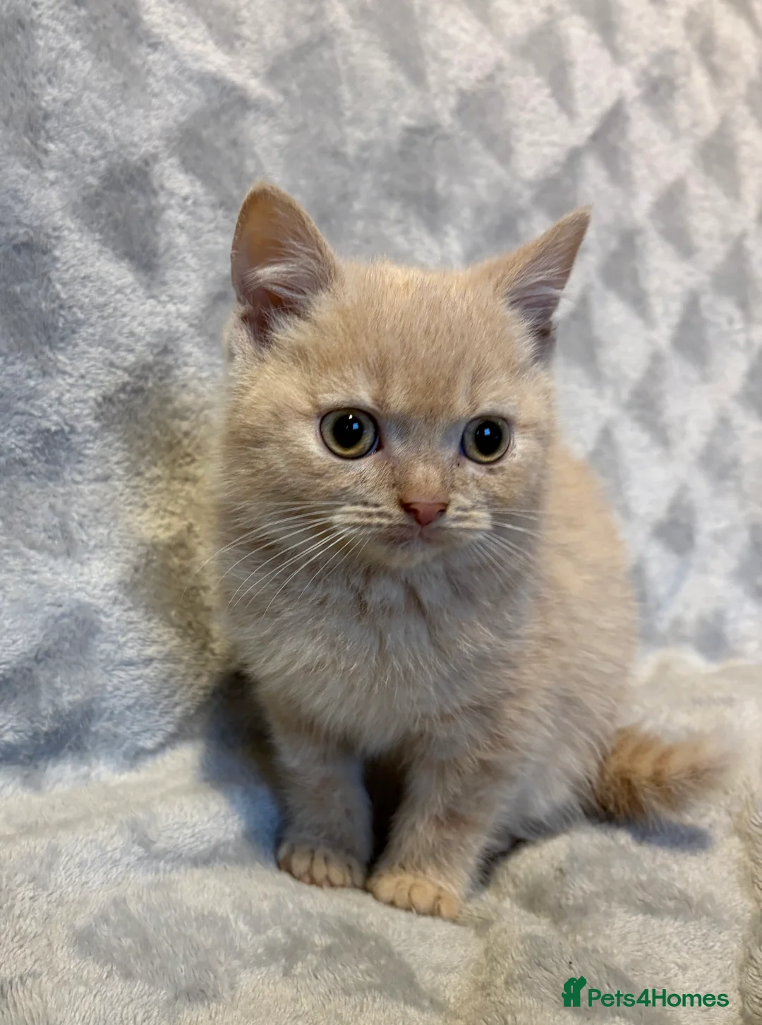 British Shorthair cats for sale: 4 boy BSH kittens ready to leave! - Advert 7