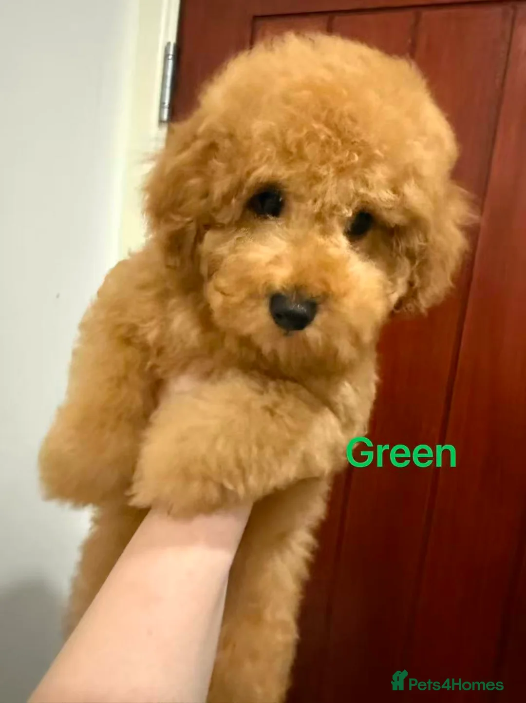 Toy Poodle dogs for sale: 3 KC Registered Red Toy poodle Puppies - Advert 8