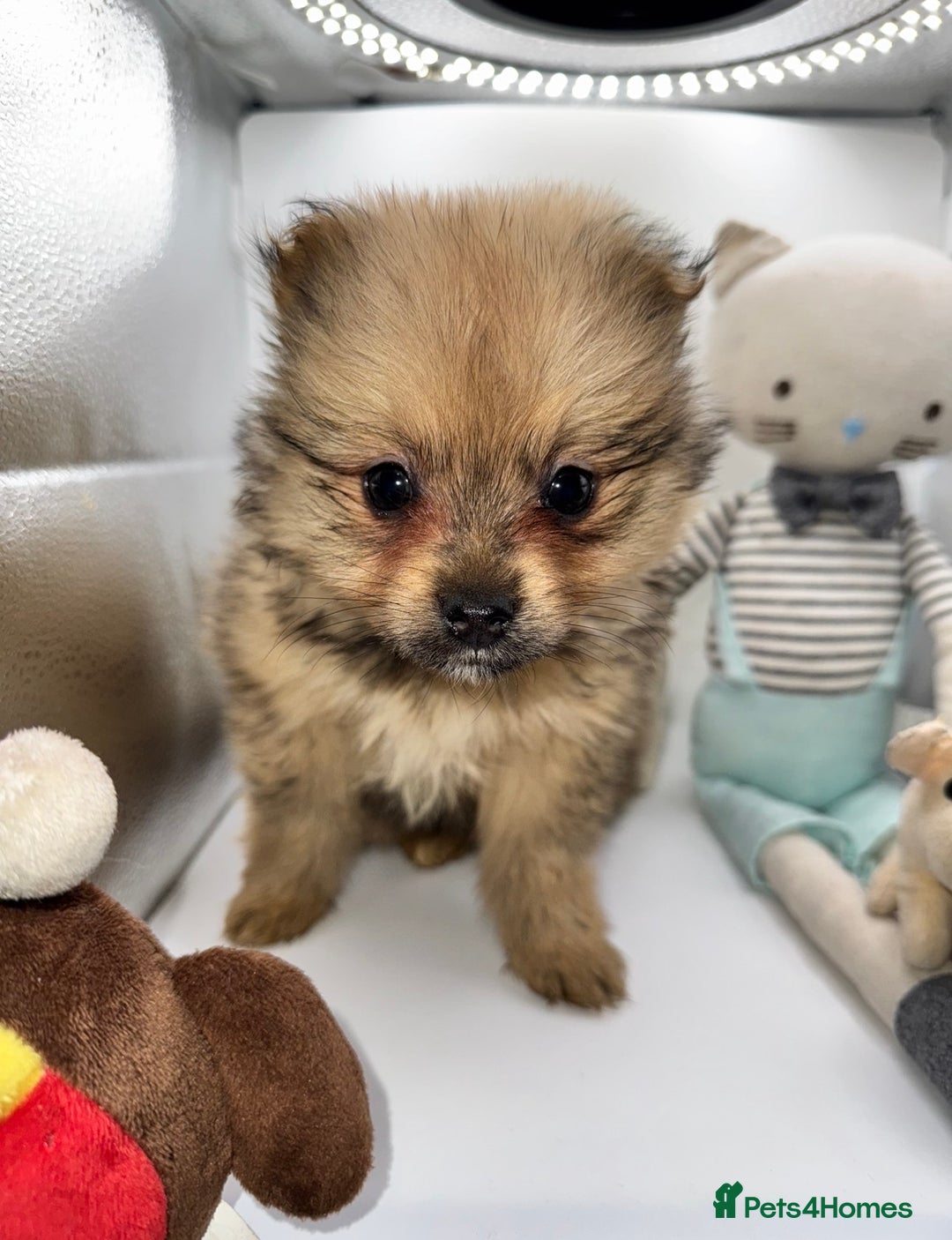 Pomeranian dogs for sale: 6 Adorable Mini/Tiny/ Fluffy Pomeranian Puppies  - Advert 29