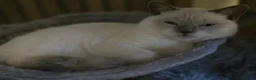 British Shorthair cats for sale: The Sweetest Family Cat- Absolutely Loves Children - Advert 7