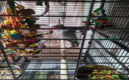 Cockatoo birds for sale: Baby Hand Reared Galah Cockatoo - Image 3