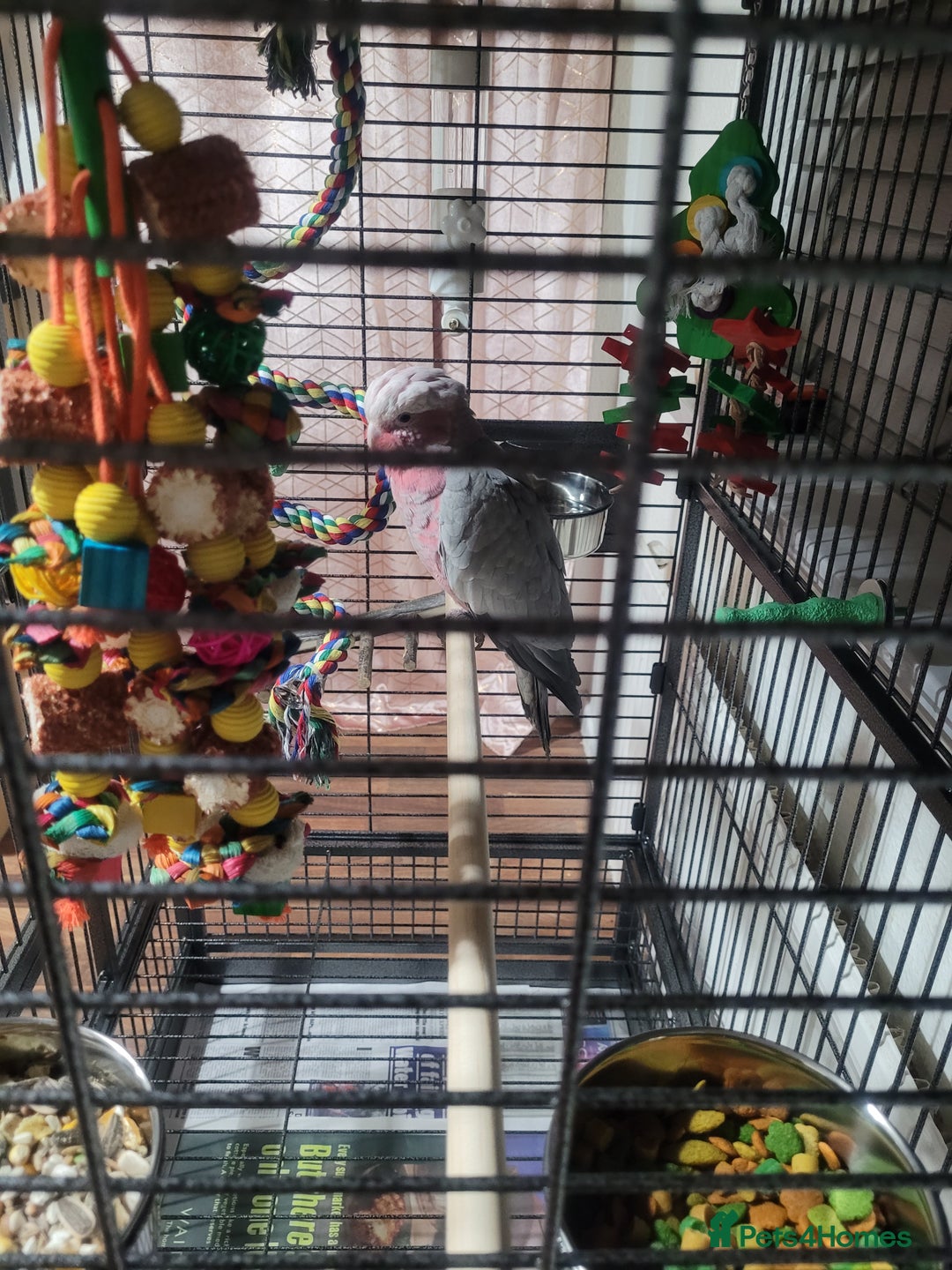 Cockatoo birds for sale: Baby Hand Reared Galah Cockatoo - Image 3