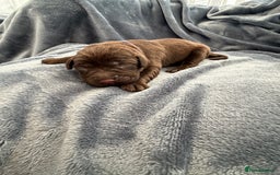 Labrador Retriever dogs for sale: Beautiful Chocolate Labrador Puppies - Image 6