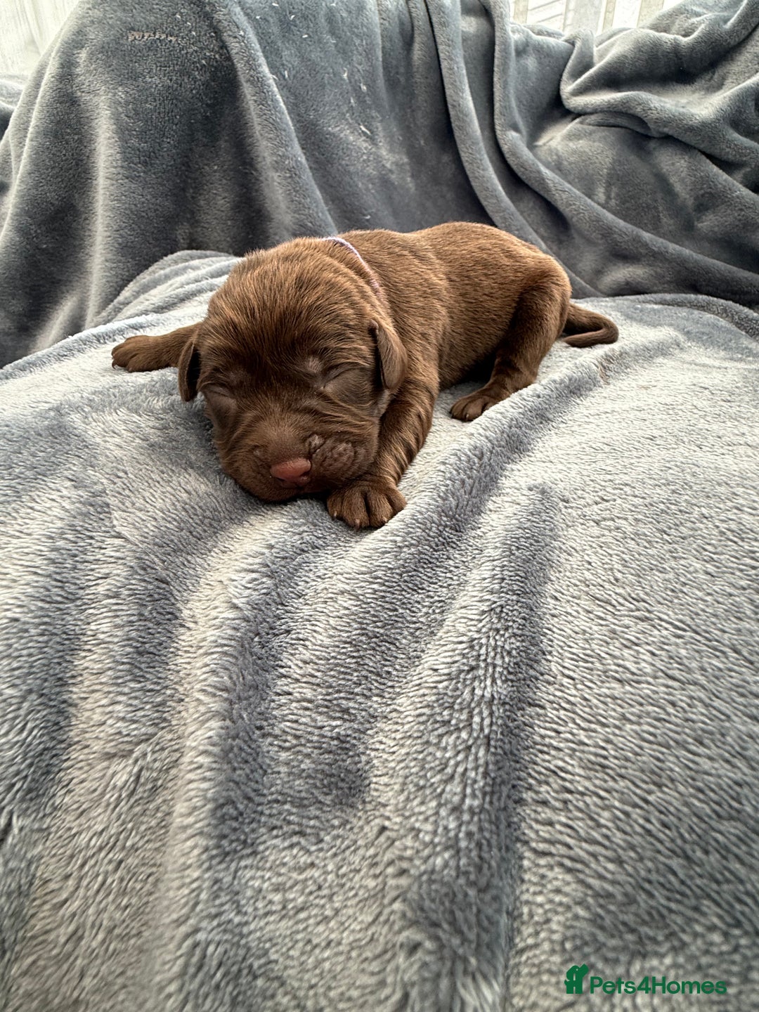 Labrador Retriever dogs for sale: Beautiful Chocolate Labrador Puppies - Image 6