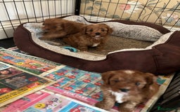 Cavapoo dogs for sale: Cavapoo Pups  - Image 5