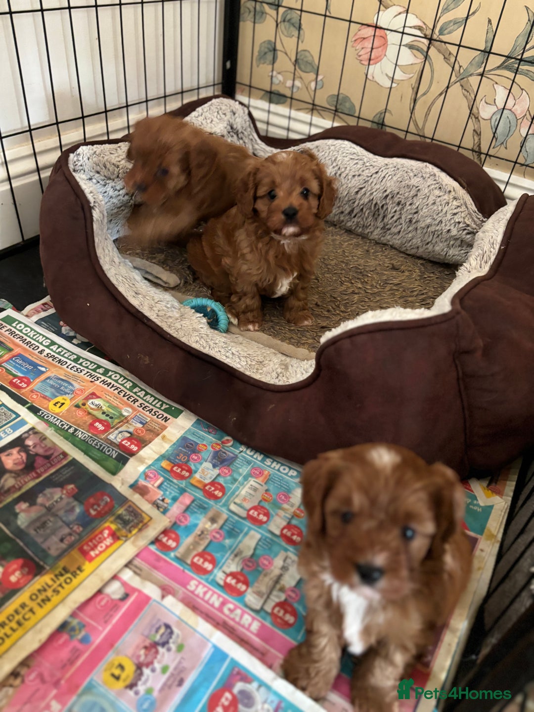 Cavapoo dogs for sale: Cavapoo Pups  - Image 5