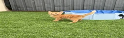 Mixed Breed cats for sale: 2 beautiful kittens looking for their forever home - Advert 17