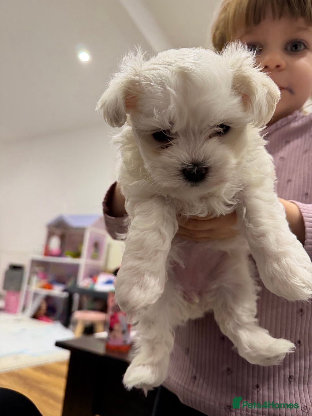 Maltese dogs for sale: Gorgeous Maltese puppies  - Advert 11