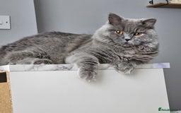 Brazilian Shorthair cats for sale: British Shorthair Fluffy Male - Image 2