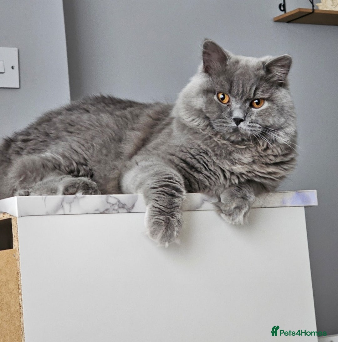 Brazilian Shorthair cats for sale: British Shorthair Fluffy Male - Image 2