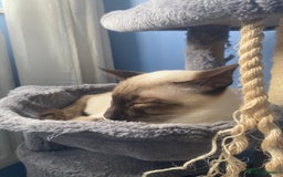 Siamese cats for sale: Siamese cat for sale - Image 4