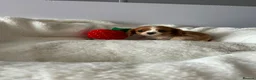 Cavalier King Charles Spaniel dogs for sale: King Charles cavalier spaniel puppies - Advert 4
