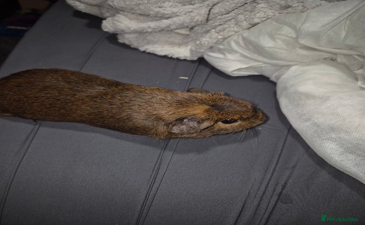 Guinea Pig rodents - Advert 14