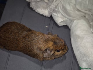 Guinea Pig rodents - Advert 26