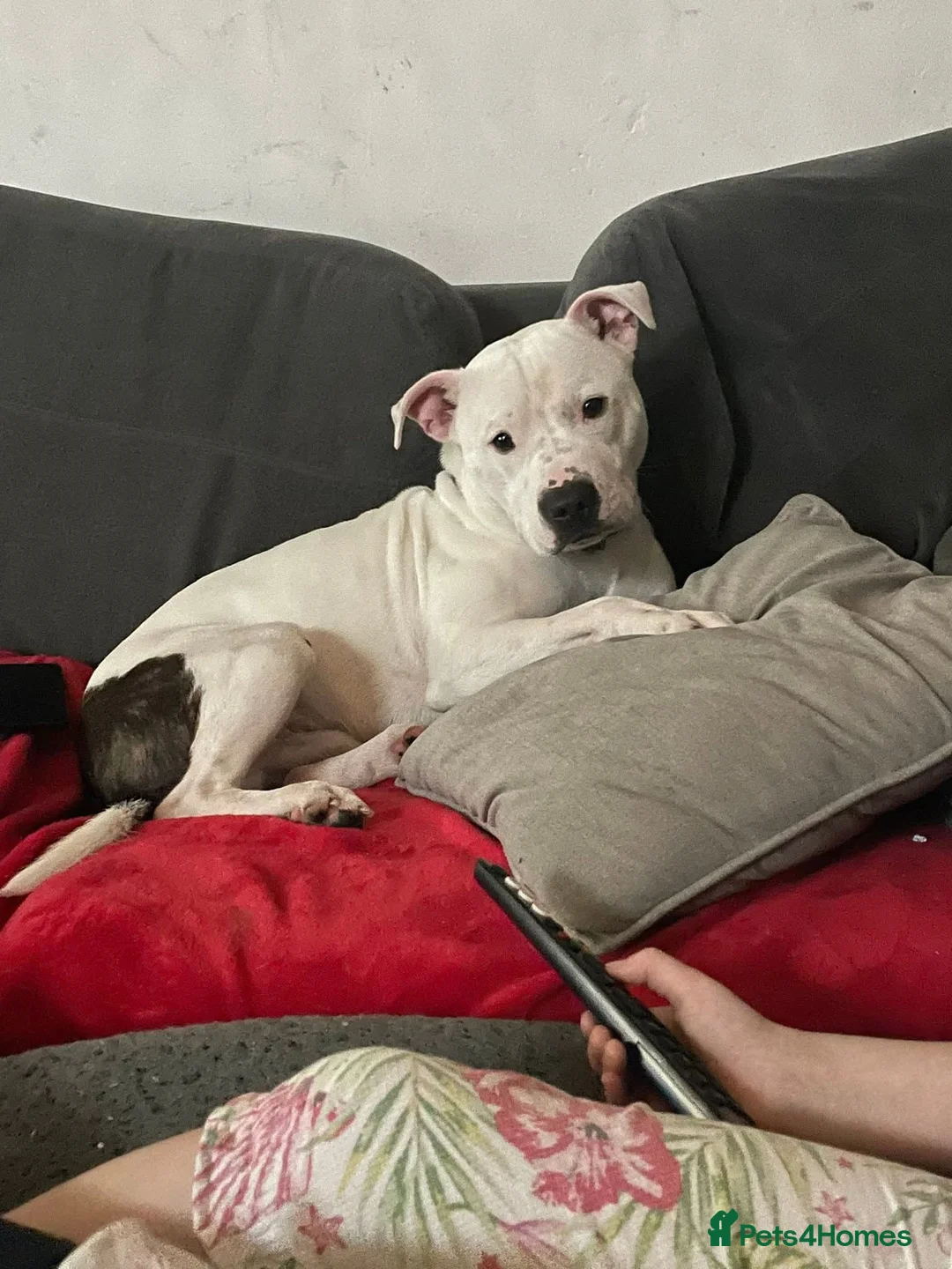 Staffordshire Bull Terrier dogs for sale: Koba is looking for his forever home in Manchester - Advert 2