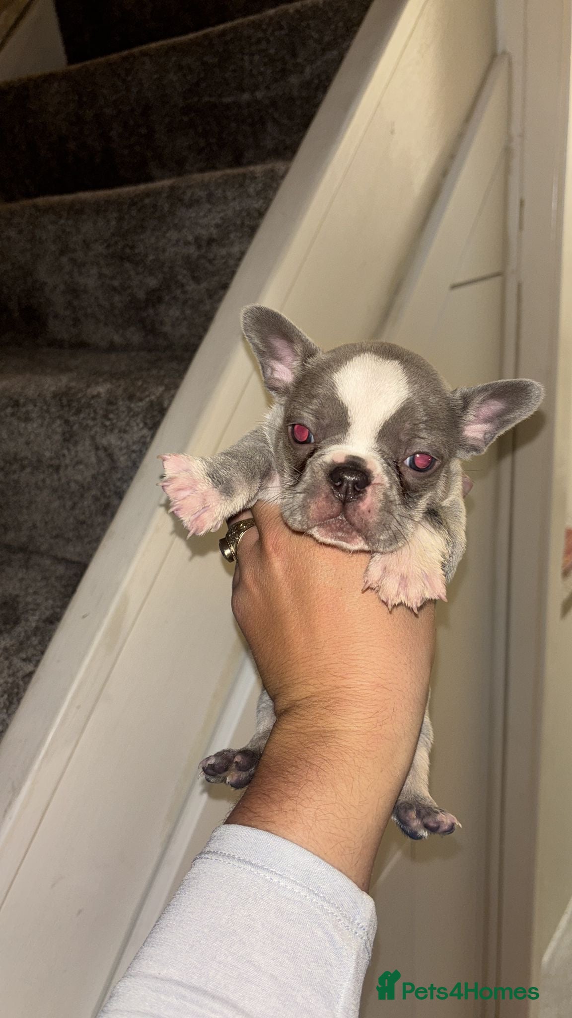 French Bulldog dogs 2 French bulldog puppies for sale £1100😍 - Advert 3