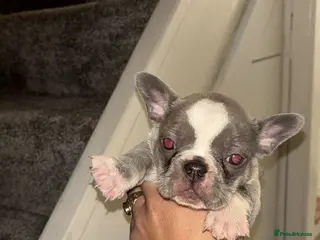 French Bulldog dogs 2 French bulldog puppies for sale £1100😍 - Advert 3