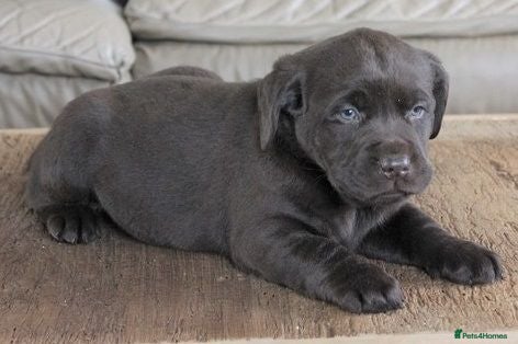 Labrador Retriever dogs beautiful boy Labrador retriever - Advert 4