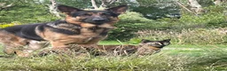 German Shepherd dogs for sale: Gorgeous German shepherd puppies for sale! in Truro - Advert 4