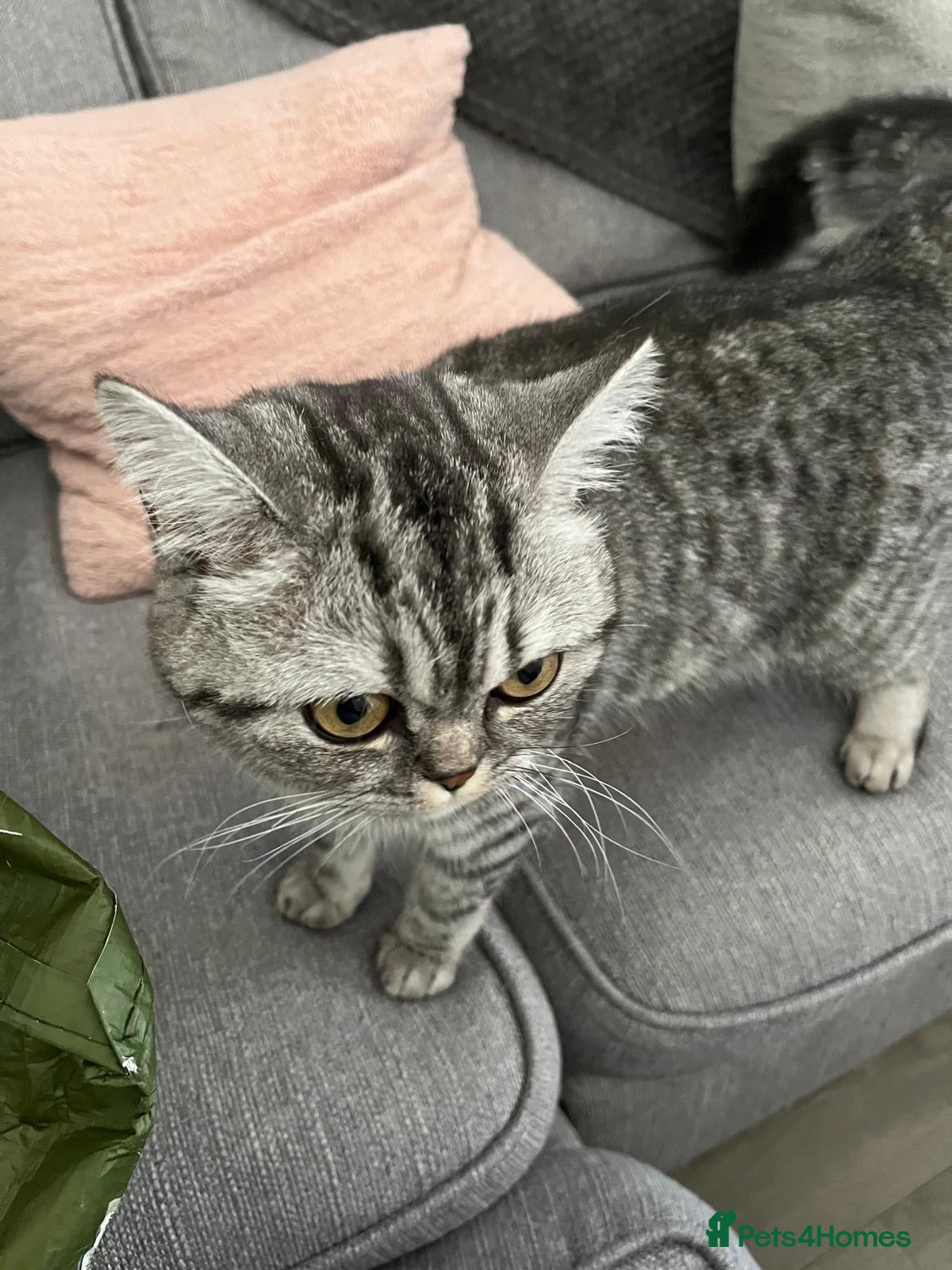 British Shorthair cats for sale: British short hairs  in Horsham - Advert 1