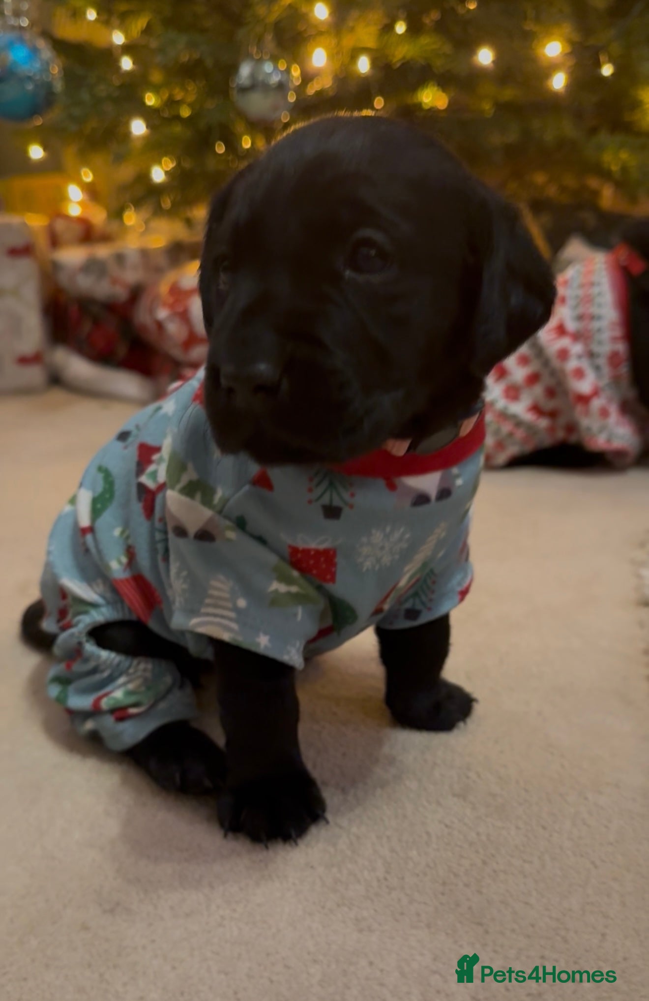 Labrador Retriever dogs Stunning litter of 9 black Labrador puppies - Advert 2