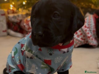 Labrador Retriever dogs Stunning litter of 9 black Labrador puppies - Advert 4