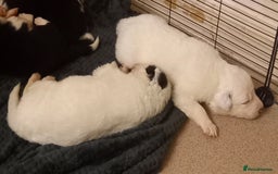 Border Collie dogs for sale: Border Collies for sale - Image 22