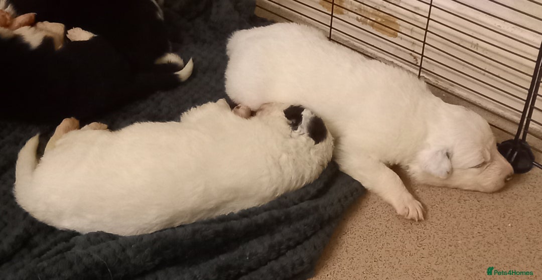 Border Collie dogs for sale: Border Collies for sale - Image 22