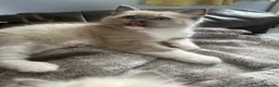 Ragdoll cats for sale: Full Pedigree ragdoll male kitten  - Advert 5
