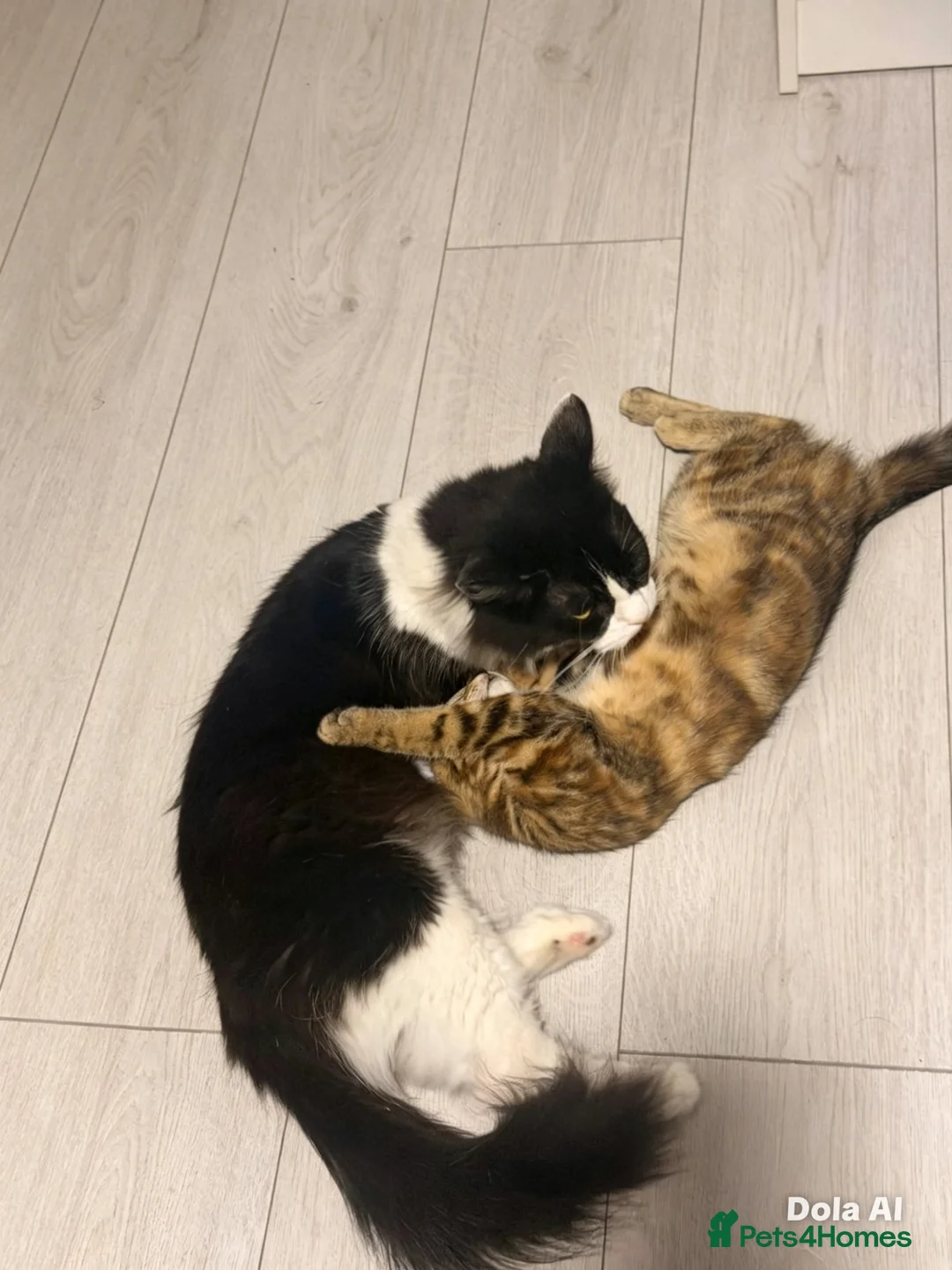 Mixed Breed cats for sale: Female kitten  - Advert 4