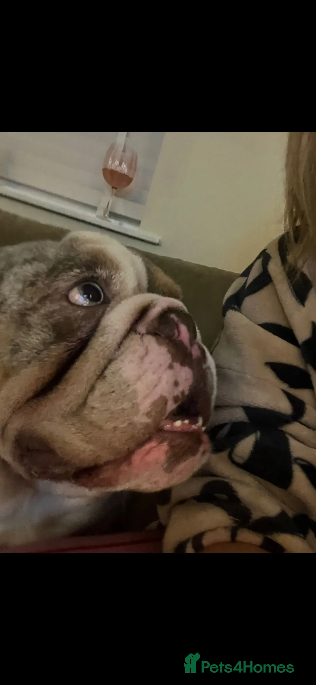 English Bulldog dogs for sale: Male bulldog  in Rotherham - Advert 2