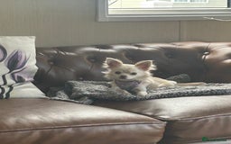 Chihuahua dogs for sale: Chihuahua  - Image 6