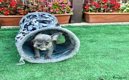 French Bulldog dogs for sale: Adorable Puppies Looking for a New Home! - Image 13