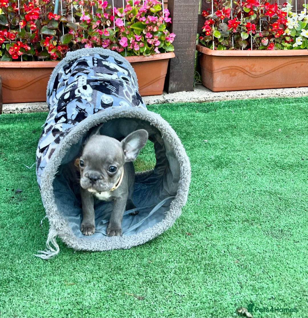 French Bulldog dogs for sale: Adorable Puppies Looking for a New Home! - Image 13