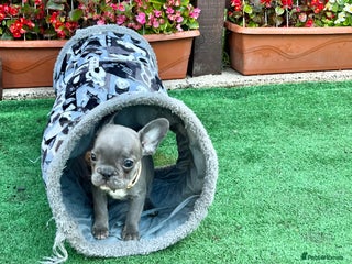 French Bulldog dogs - Advert 1