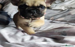 French Bulldog dogs for sale: French bulldog puppy  - Image 24