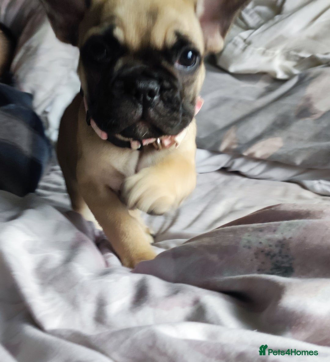 French Bulldog dogs for sale: French bulldog puppy  - Image 24