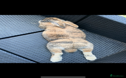 Continental Giant rabbits for sale: Continental Giant neutered very friendly male  - Image 2