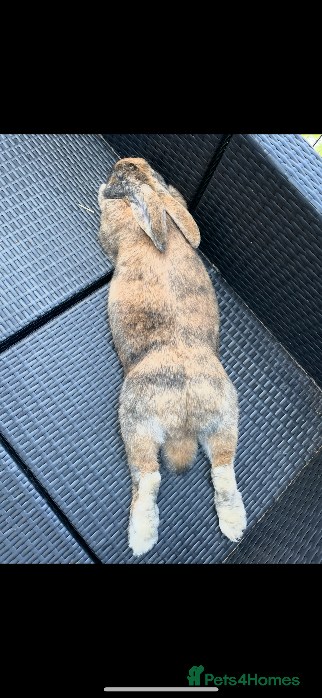Continental Giant rabbits for sale: Continental Giant neutered very friendly male  - Image 2
