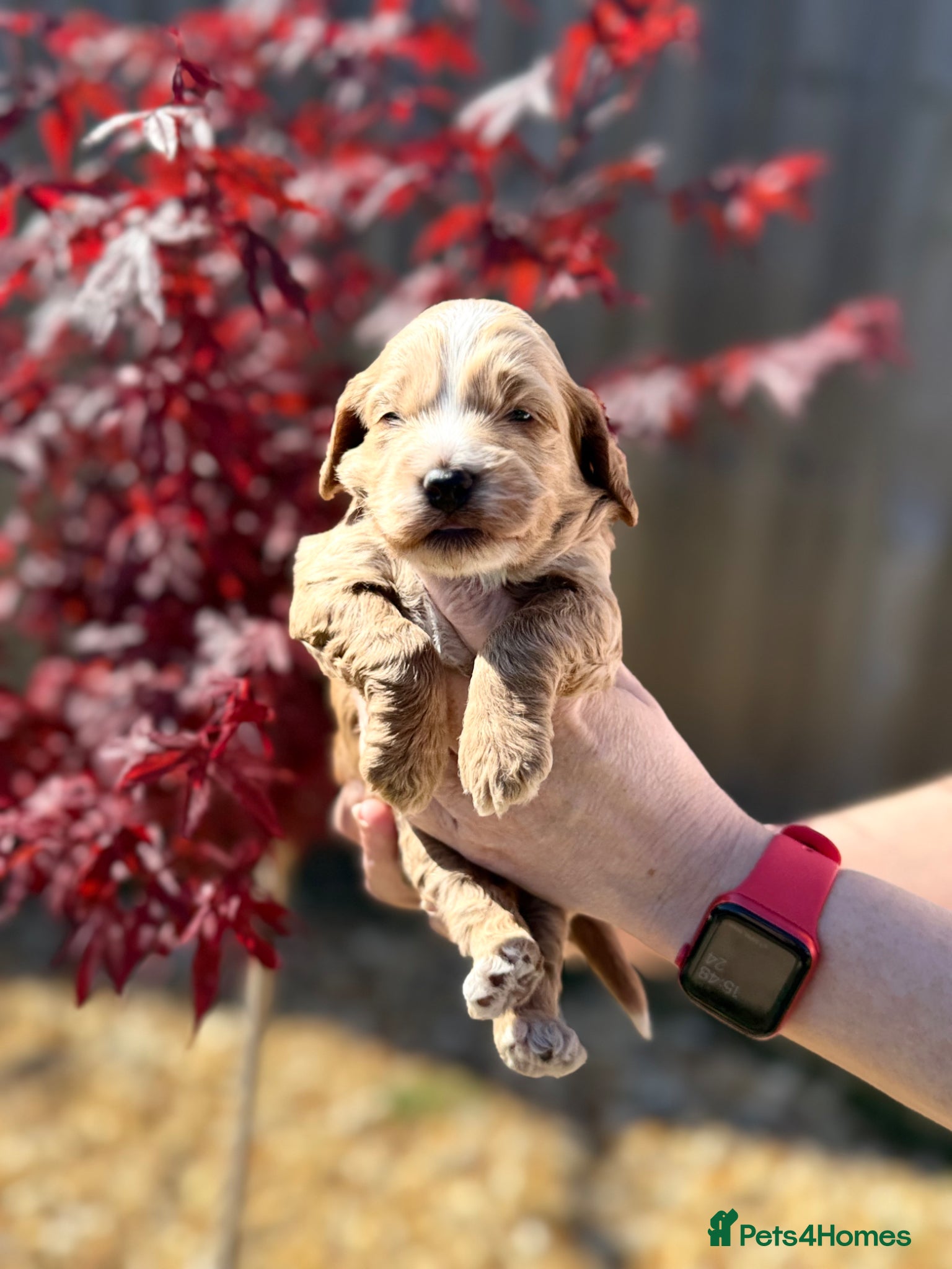 Cockapoo dogs F1 show line cockapoo puppies - Advert 14