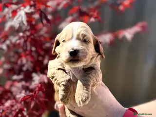 Cockapoo dogs F1 show line cockapoo puppies - Advert 14