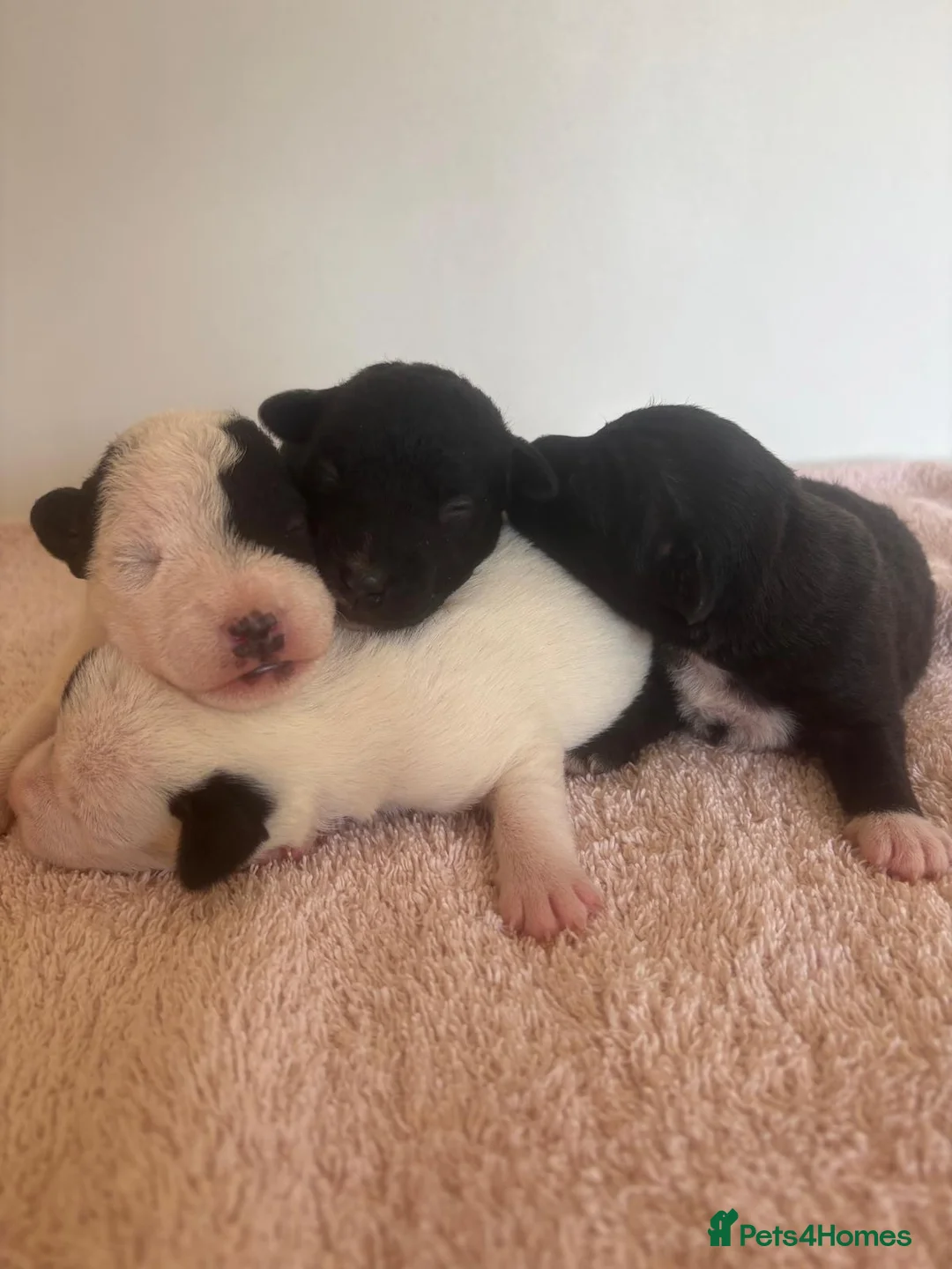 Patterjack dogs for sale: Patterjack puppies - Advert 10