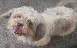 Zuchon dogs for sale: Shichon/zuchon puppies for sale  - Image 11