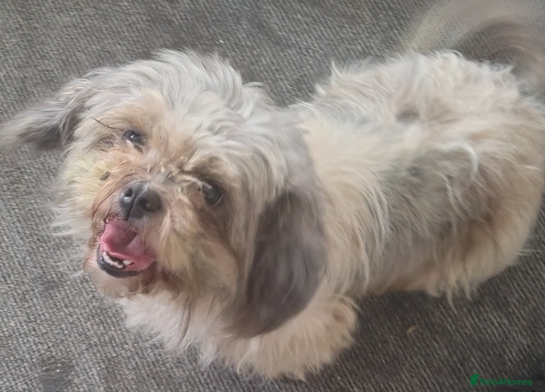 Zuchon dogs for sale: Shichon/zuchon puppies for sale  - Image 11